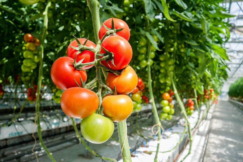 Agromarketing en Almeria. Tomates Almería