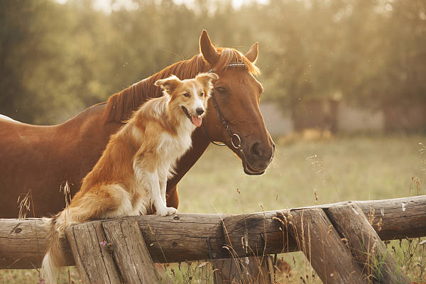 Proyecto ColegioVeterinarios Onlinemente
