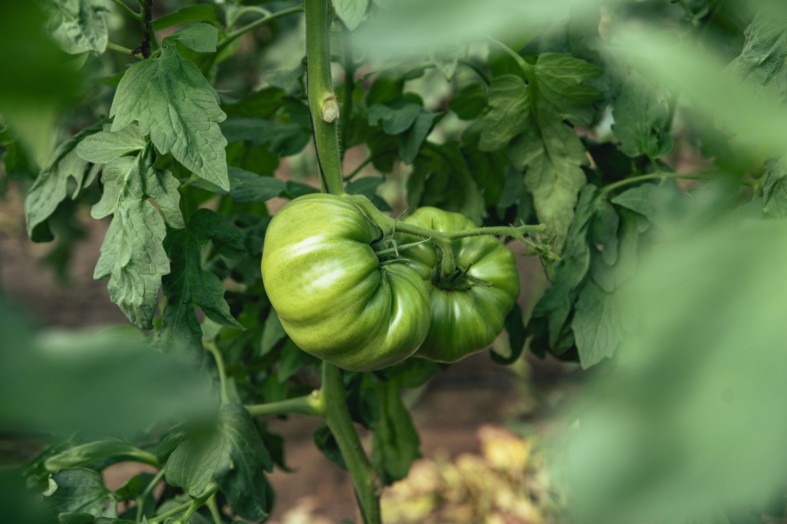 Tomate Raf Almeria